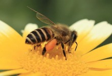 蜜蜂病害与敌害防治？