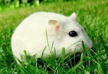 梦见小白鼠是什么意思,女人梦到好多小白鼠