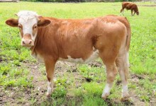西门塔尔牛养殖常见问题