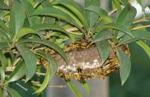 马蜂在家筑巢是凶是福?