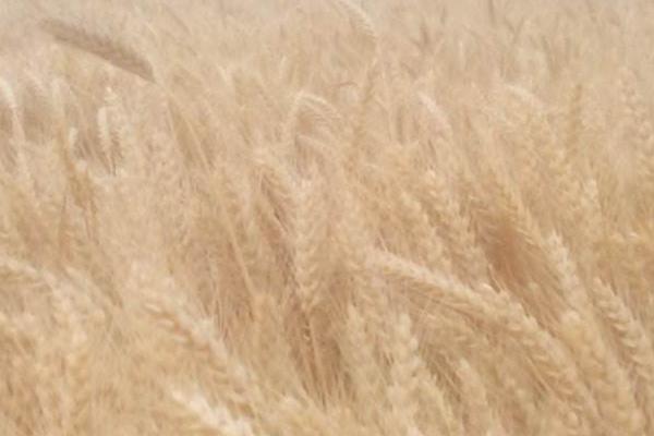 梦见收麦子是什么意思 梦到割麦子有什么预兆
