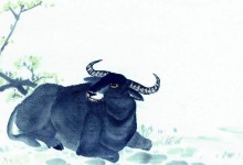 梦见水牛是什么意思,梦到一群大水牛在一起