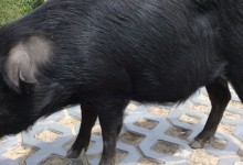 贵州发现非洲猪瘟了吗？