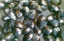 河蚌常见养殖方法