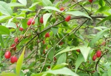 湖南适合种植什么果树?这5种新型水果品种前