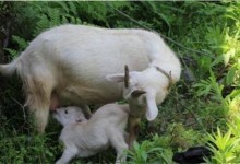 怀孕母羊怎么管理?怀孕母羊饲养管理技术