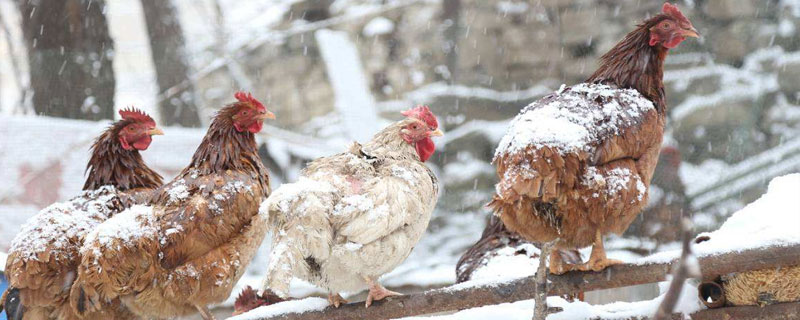 冬季养鸡注意事项