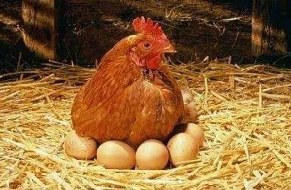 梦见鸡下蛋是什么意思 女人梦到母鸡下蛋去捡鸡蛋有什么预兆