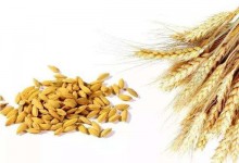 梦见小麦是什么意思,女人梦到收割小麦有什