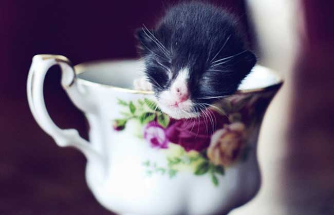 茶杯猫寿命有多长
