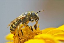 双王群养蜂有什么坏处
