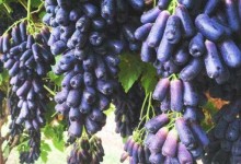 蓝宝石葡萄市场前景怎么样,蓝宝石葡萄种植