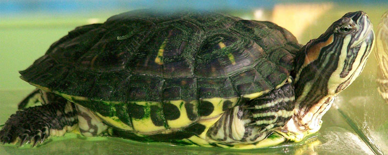 巴西龟冬眠需要水吗