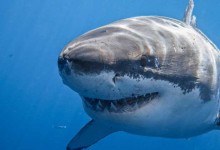 鲨鱼是哺乳动物吗?