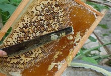 割蜜时怎样防止蜂群逃跑