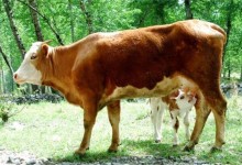 乡村常见的养牛模式