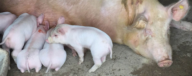 母猪饲料配方，妊娠期、哺乳期及产后饲料搭配