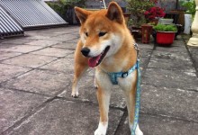 日本柴犬怎么训练?