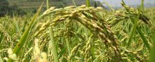绥粳25水稻品种介绍,产量较高