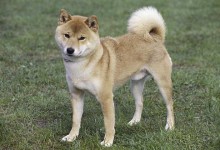 日本柴犬怎么养?