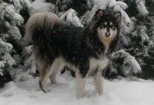 阿拉斯加雪橇犬好养吗?