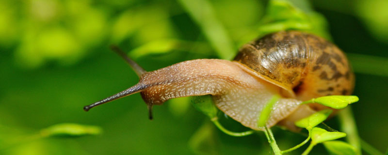 蜗牛不喜欢吃什么食物