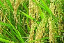 水稻秸秆能有什么用途？