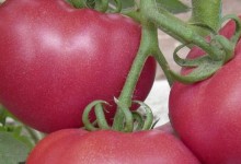 番茄早疫病和晚疫病的症状有何区别？