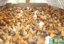 塑料大棚养鸡需要注意什么