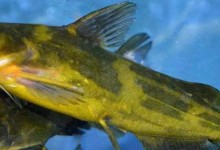 黄颡鱼刺伤是否有毒？