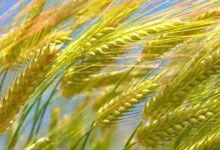现在种麦子一亩地下多少斤种子适合？