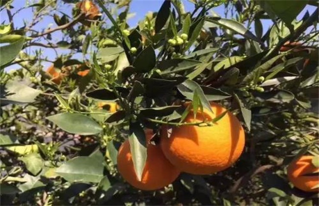 橙子的种植注意事项