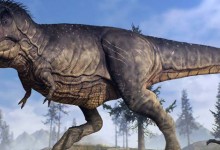 恐龙的体型有多大？