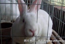 养殖獭兔建场条件和兔笼的制作