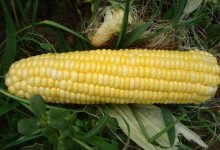 早春甜玉米种植技术要点