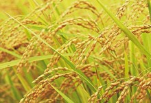 水稻从播种到收割多久？