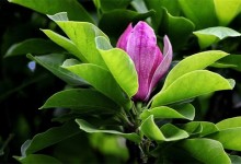 紫玉兰黄叶原因及处理方法