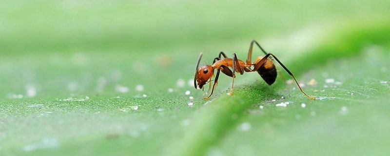 蚂蚁怎么灭绝