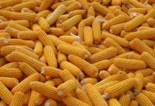 玉米控释肥使用方法？