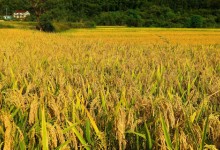 杂交水稻育种专家是谁？