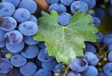 蓝莓在广州可以种植吗？