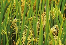 水稻三系杂交育种过程？