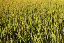二甲灭草松水稻什么时候用？