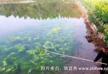 池塘里有青苔蓝藻怎么办?