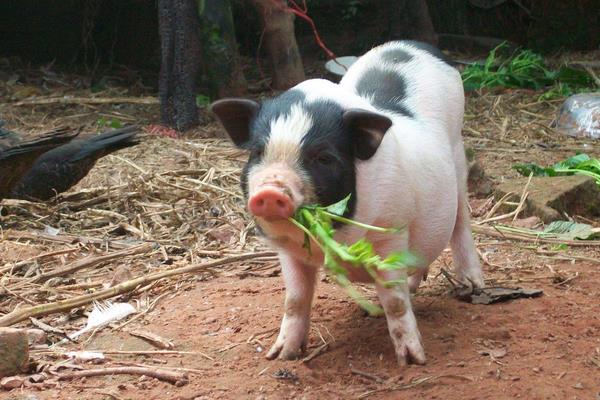 猪的标准化养殖技术方法