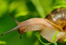 蜗牛会游泳吗？