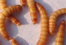 黄粉虫每天能吃多少塑料？