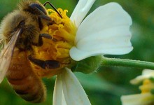 蜜蜂和马蜂的区别？