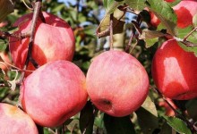 苹果树农家肥怎么施？