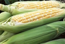 甜玉米的种植技术